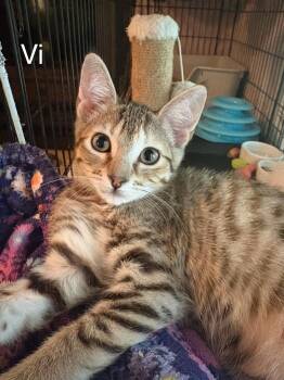 Rescue Tabby Cats for Adoption in Oakley, California - Vi | PetCurious