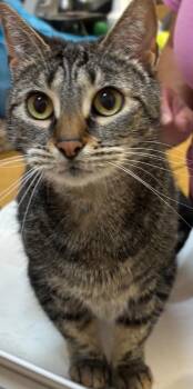 Domestic Short Hair Cats Available for Adoption in Elizabethton, Tennessee - JO-JO | PetCurious