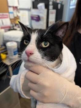 Domestic Short Hair Cats Available for Adoption in Montreal, Quebec - Hugo | PetCurious