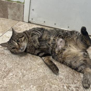 Eddie -  Domestic Short Hair Cat for Adoption in Titusville, Florida - Eddie | PetCurious