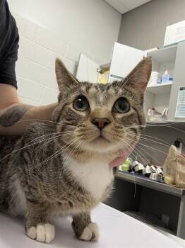MAYNERD -  Domestic Short Hair Cat for Adoption in Indianapolis, Indiana - MAYNERD | PetCurious