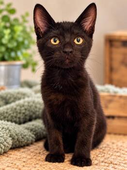 Rivet -  Domestic Medium Hair Cat for Adoption in Maple Valley, Washington - Rivet | PetCurious