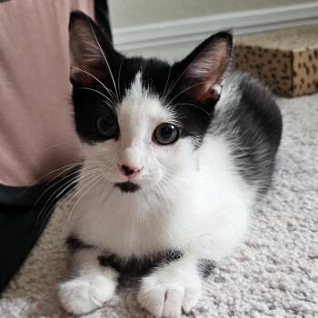 Obsession -  Domestic Short Hair Cat for Adoption in Gainesville, Florida - Obsession | PetCurious