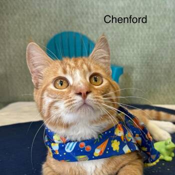 Domestic Short Hair Cats Available for Adoption in Parkersburg, West Virginia - Chenford | PetCurious