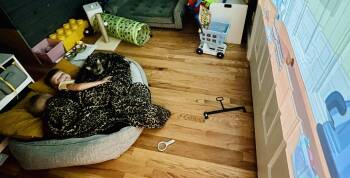 Rescue Bengal Cats for Adoption - Godzilla Bengal | PetCurious