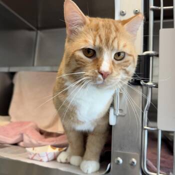 Domestic Short Hair Cats Available for Adoption in Pittsburgh, Pennsylvania - Pierre | PetCurious