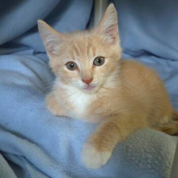 Carlo -  Domestic Short Hair Cat for Adoption in Jessup, Maryland - Carlo | PetCurious