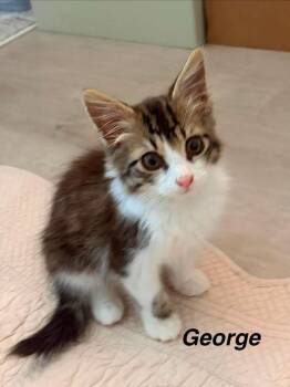 George -  Domestic Long Hair Cat for Adoption in Bossier City, Louisiana - George | PetCurious
