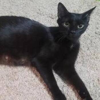 Domestic Short Hair Cats Available for Adoption in Dekalb, Illinois - Miss America | PetCurious
