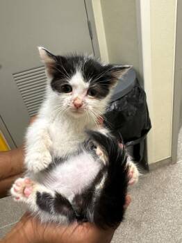 Tux -  Domestic Short Hair Cat for Adoption in Disputanta, Virginia - Tux | PetCurious