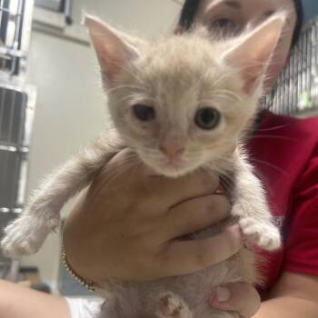 Bill -  Domestic Short Hair Cat for Adoption in West Point, Mississippi - Bill | PetCurious