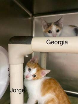 Georgia -  Domestic Short Hair Cat for Adoption in Hobart, Indiana - Georgia | PetCurious