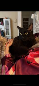 Domestic Medium Hair Cats Available for Adoption - Mazel | PetCurious