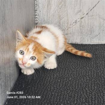 Domestic Short Hair Cats Available for Adoption in San Antonio, Texas - ALAN | PetCurious