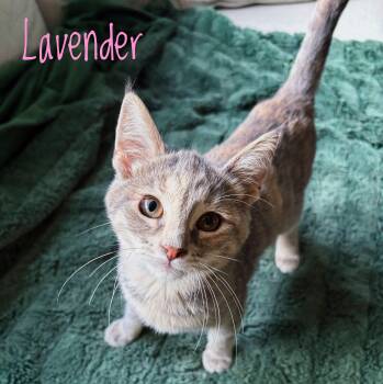 Lavender -  Domestic Short Hair Cat for Adoption in Bethel, Ohio - Lavender | PetCurious