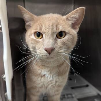 Martin -  Domestic Short Hair Cat for Adoption in Springfield, Illinois - Martin | PetCurious