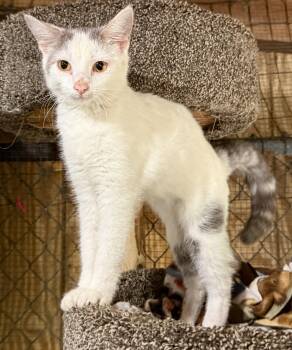 Citrene -  Domestic Short Hair Cat for Adoption in Ashland, Ohio - Citrene | PetCurious