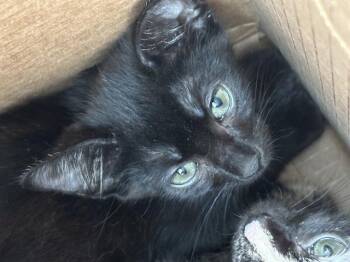 REEK -  Domestic Short Hair Cat Available for Adoption in Dallas, Texas - REEK | PetCurious