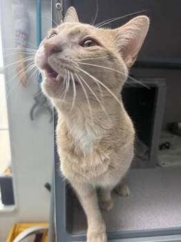 Ivan -  Domestic Short Hair Cat for Adoption in Montgomery, New Jersey - Ivan | PetCurious