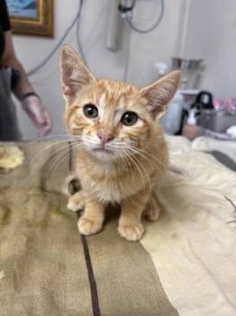 Domestic Short Hair Cats Available for Adoption in San Antonio, Texas - Lindt | PetCurious