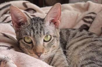 Domestic Short Hair Cats Available for Adoption - Squeak | PetCurious
