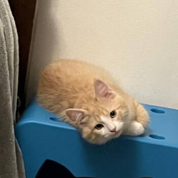 Elliot -  Domestic Long Hair Cat for Adoption in Buffalo, New York - Elliot | PetCurious