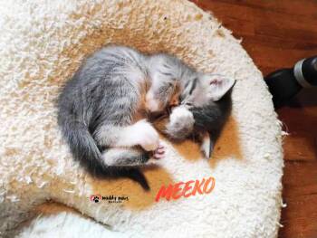 Princess Pals:  Meeko -  Domestic Short Hair Cat for Adoption in Council Bluffs, Iowa - Princess Pals:  Meeko | PetCurious
