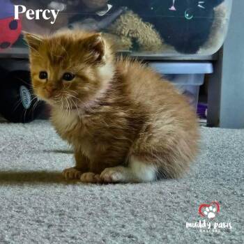 Domestic Long Hair Cats Available for Adoption in Council Bluffs, Iowa - Tea Garden Litter: Percy | PetCurious