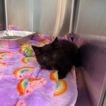 Hannah Montana -  Domestic Medium Hair Cat for Adoption in Parkersburg, West Virginia - Hannah Montana | PetCurious