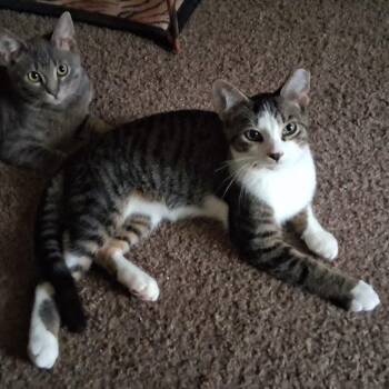 Twix Fix -  Domestic Short Hair Cat for Adoption in Hudsonville, Michigan - Twix Fix | PetCurious