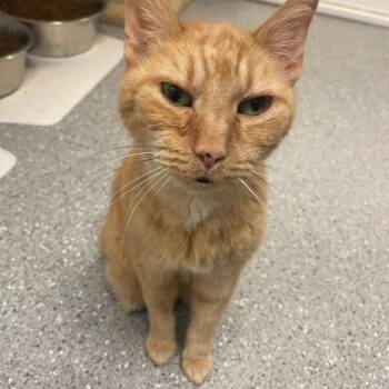Rescue Domestic Short Hair Cats for Adoption in Indiana, Pennsylvania - Fred | PetCurious