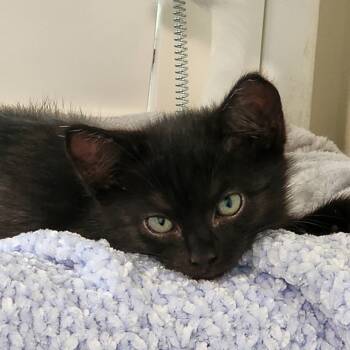 Rescue Domestic Short Hair Cats for Adoption in Long Beach, California - Blueberry | PetCurious