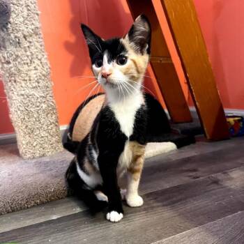 Thumper -  Domestic Short Hair Cat for Adoption in Mount Rainier, Maryland - Thumper | PetCurious