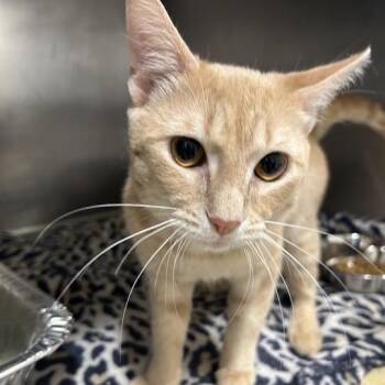 Laurence Olivier -  Domestic Short Hair Cat for Adoption in Matteson, Illinois - Laurence Olivier | PetCurious