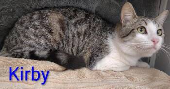 Domestic Short Hair Cats Available for Adoption in Mena, Arkansas - Kirby | PetCurious