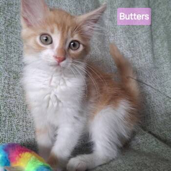 Butters -  Maine Coon and Domestic Long Hair Cat for Adoption in Yorba Linda, California - Butters | PetCurious