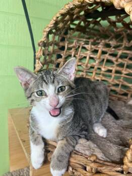 Rainy - a Sweet kitty -  Domestic Short Hair and Tabby Cat for Adoption in Houston, Texas - Rainy - A Sweet Kitty | PetCurious