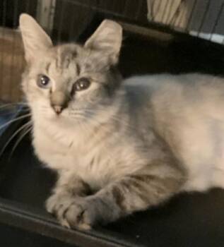 ELOWYN -  Siamese Cat for Adoption in Charlotte, North Carolina - ELOWYN | PetCurious