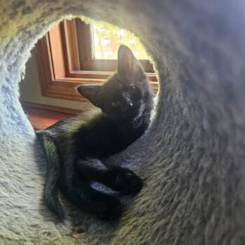 Stormy -  Domestic Short Hair Cat for Adoption in Manhattan, Kansas - Stormy | PetCurious