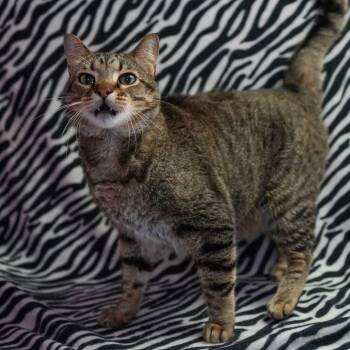 Jorgie -  Domestic Short Hair Cat for Adoption in Wheaton, Illinois - Jorgie | PetCurious