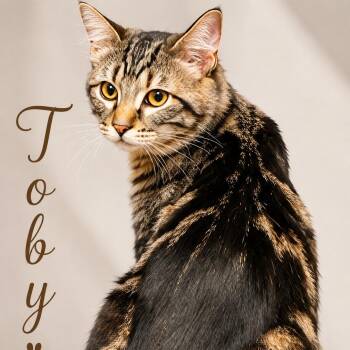 Toby C26-250 -  Domestic Long Hair Cat for Adoption in Lebanon, Tennessee - Toby C26-250 | PetCurious