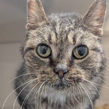 Rescue Domestic Short Hair Cats for Adoption in Watertown, New York - Gladys | PetCurious