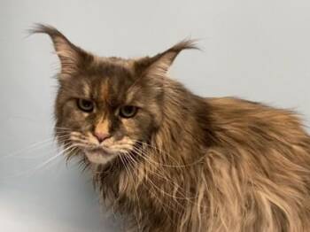 Chloe -  Maine Coon and Domestic Short Hair Cat for Adoption in Woodbury, Minnesota - Chloe | PetCurious