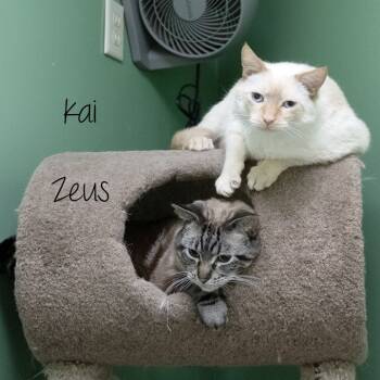 Rescue Siamese Cats for Adoption in Pekin, Illinois - Zeus | PetCurious