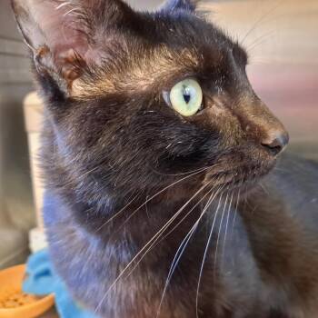 Norman [Noir] -  Domestic Short Hair Cat for Adoption in Rock Falls, Illinois - Norman [Noir] | PetCurious