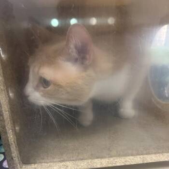 Sage -  Domestic Short Hair Cat for Adoption in Philadelphia, Pennsylvania - Sage | PetCurious