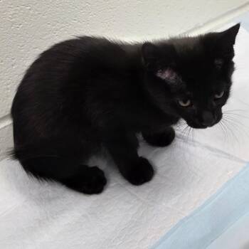 Chaca -  Domestic Short Hair Cat for Adoption in Chattanooga, Tennessee - Chaca | PetCurious
