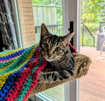 Pekoe 2 -  Domestic Short Hair Cat for Adoption in Arthur, Ontario - Pekoe 2 | PetCurious