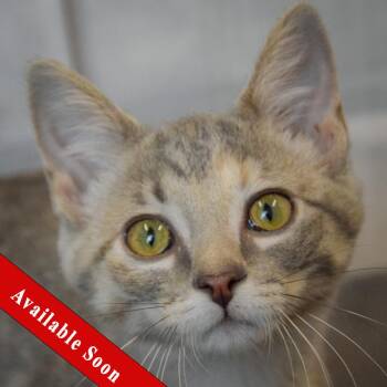 Split Pea -  Torbie and Domestic Short Hair Cat for Adoption in Huntley, Illinois - Split Pea | PetCurious