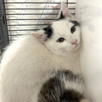 East -  Domestic Short Hair Cat for Adoption in Binghamton, New York - East | PetCurious